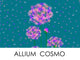 Allium Cosmo