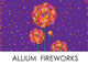Allium Fireworks