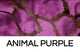 Animal Purple
