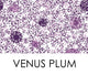 Venus Plum