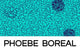 Phoebe Boreal